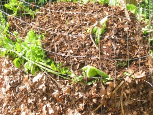 ziemia-polska-kompostownia-6